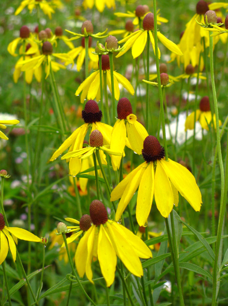 Coneflower - Yellow (Ratibida pannida)
